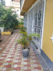 a plant in a pot sitting next to a building at Kami's serenity suit in Port Maria +18 photos