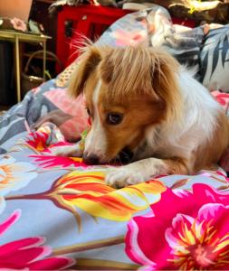 ein braun-weißer Hund, der auf einem Bett liegt in der Unterkunft Ev'rêve in Saint-Raphaël