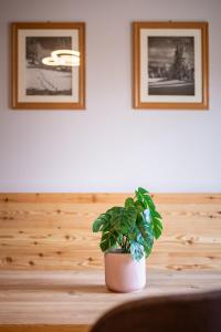a potted plant sitting on a table with two pictures at DORFSTUDIO Apartments in Söll +39 photos