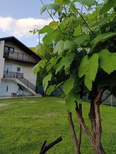 a tree in the yard of a house at Apartman Dzans in Jajce