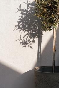 a plant in a pot sitting next to a wall at Mylopetra Suites Sarti in Sarti