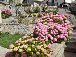 a bunch of pink flowers in a garden at Vila Mare in Ohrid