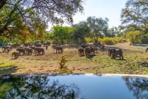 a herd of elephants walking in a field at Painted Dogs Lagoon in Kakumbi