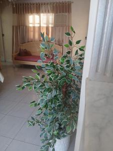 a potted plant in a room with a bedroom at Maison au rez-de-chaussée à Mahdia rejiche in Mahdia +3 photos