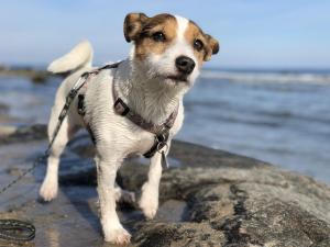 a dog standing on a rock on the beach at Nordlicht, 1-Zimmer mit Meerblickbalkon 500 m zum Strand in Westerholz