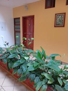 a group of plants in front of a building at Hotel del angelinn in Martínez de La Torre
