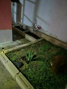 a cat laying on the grass next to a building at Hospedaje Dinos in Veracruz