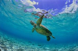 a green sea turtle swimming in the water at Sea Sky 赤崎 in Yoron