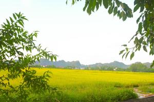 a field of green grass with a tree at Y Van Cac Homestay Ninh Binh Art Heritage Rice Field in Ninh Binh