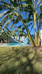 a palm tree next to a swimming pool at Quincho y hospedaje in Reconquista