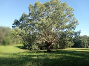 a tree in the middle of a field at King Bed on Mid North Coast 8 mins A1 in Valery