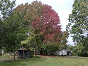 a large tree in a field next to a tent at King Bed on Mid North Coast 8 mins A1 in Valery