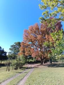 a tree in a field with a dirt road at King Bed on Mid North Coast 8 mins A1 in Valery