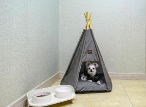 a dog is sitting in a tent in a room at Beachblue Pension Geoje in Geoje
