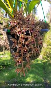 a plant hanging from a hanging plant pot at Dhim in Mangpu