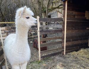 a white llama standing next to a wooden fence at Waldblick in Neresheim