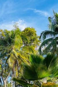 a group of palm trees in front of the ocean at Casa Rustica - Entire Courtyard House - Sunny Patio in Olhão