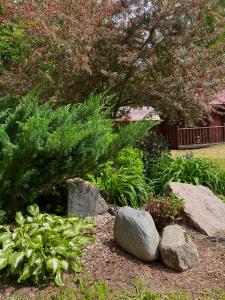 a garden with rocks and plants and a tree at Meiranu krasts in Bērzgale