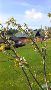 a tree with white flowers in a yard at Domek Pod Strzegominą in Szerzyny +12 photos