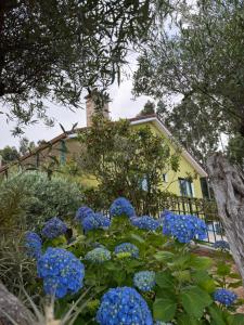 a house with blue flowers in front of it at Hostal Finca La Oliva in Oleiros +27 photos