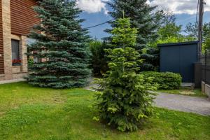 two pine trees in a yard next to a house at Villa Diva in Budureasa +70 photos