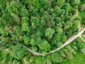 an overhead view of a road in a forest at Casa Maia Dambovicioara in Dâmbovicioara