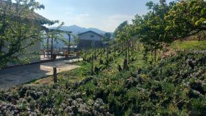 a vineyard with purple flowers in a field at L'Oasi del Rossese in Dolceacqua