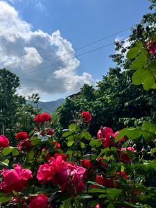 a group of red roses in front of trees at Studio Apartment Goris in Goris