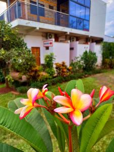 two pink and yellow flowers in front of a house at Hotel Travel Encarnación in Encarnación