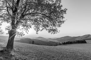 a black and white photo of a tree in a field at Apartment Huckelberg in Schmallenberg