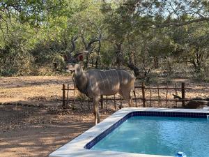 a antelope standing next to a swimming pool at Elephant Rest in Marloth Park