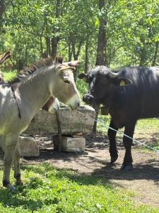 a horse and a cow standing next to each other at Hidden Garden Kide (Chidea) in Cluj-Napoca +4 photos