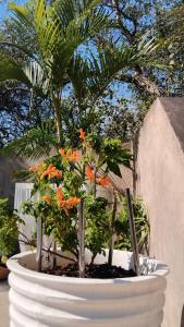 a potted plant with orange flowers in a white pot at Marloth Park, Kruger safari house - solar in Marloth Park