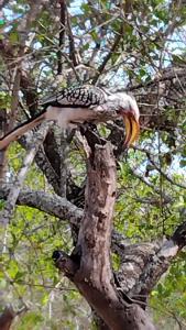 a bird with a banana in a tree at Marloth Park, Kruger safari house - solar in Marloth Park