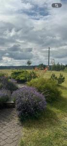 a garden with purple flowers and a field of grass at Agroturystyka Matłak in Matłak +8 photos