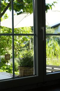 a window with a basket with a plant in it at Filipponi's Träumli in Rüthi +37 photos