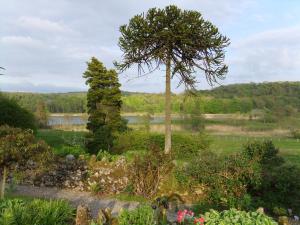 a garden with a tree and a lake at challan hall in Silverdale