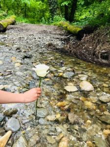 a person holding a flower in the water at Beausoleil SPA Villa L-Geneva, Lake, Mountains-Full Love Stay-SPA optional extra fee in Chens-sur-Léman +42 photos