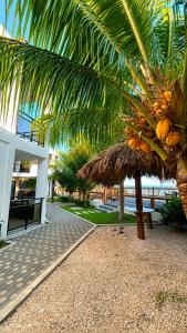 a palm tree with a bench and a bunch of bananas at Hotel Portofino in Canoguero