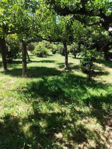 a group of trees in a field with grass at O marco da legua&camino de santiago in Piñor