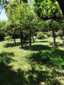 a group of trees in a field with grass at O marco da legua&camino de santiago in Piñor