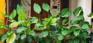 a group of green plants in front of a door at The Mystery palace in Varkala
