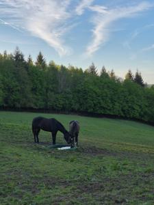 two horses standing in a field drinking water at Yourte in Les Hogues