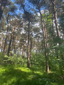 a forest with tall trees and lush green grass at Melnragė Dunes Apartment in Melnragė