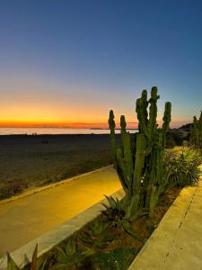 a cactus on the side of a beach at sunset at di fronte al museo in Gela