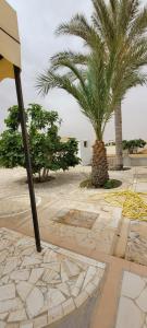 a palm tree in a courtyard with a palm tree at Dar Sidi Mohamed in Zarzis