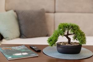 a small tree in a pot on a table at Apartman Stella Đenovići in Đenovići