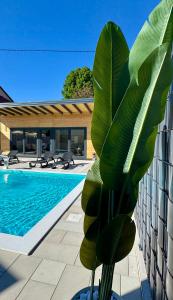 a large green plant next to a swimming pool at Villa SARA Bugojno in Bugojno