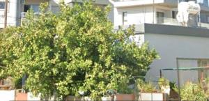 a green tree in front of a building at Xrysanthis Kaouris in Limassol