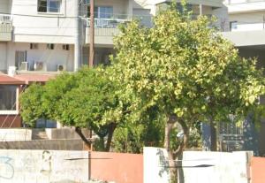 a group of trees in front of a building at Xrysanthis Kaouris in Limassol